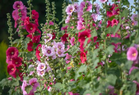 20 Tall Flowers That Make A Strong Impact 20 Tall Flowers That Make A Strong Impact