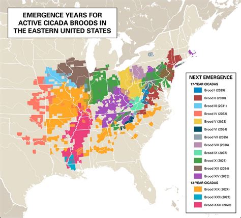 2024 Cicada Brood Map Shows Where Cicadas Will Emerge In Spring 2024 Cicada Brood Map Shows Where Cicadas Will Emerge In Spring