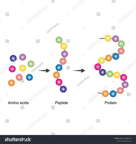 50 Monomer Lipid Royalty Free Images Stock Photos Pictures Shutterstock 50 Monomer Lipid Royalty Free Images Stock Photos Pictures Shutterstock