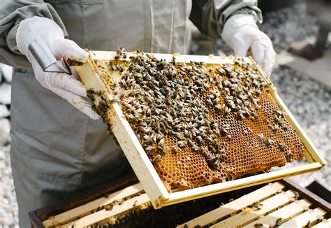 A Quick Guide To Starting A Beehive A Quick Guide To Starting A Beehive