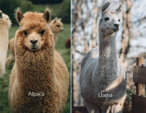 Alpaca Vs Llama Alpaca Farm Similarities And Differences Similarity Alpaca Vs Llama Alpaca Farm Similarities And Differences Similarity