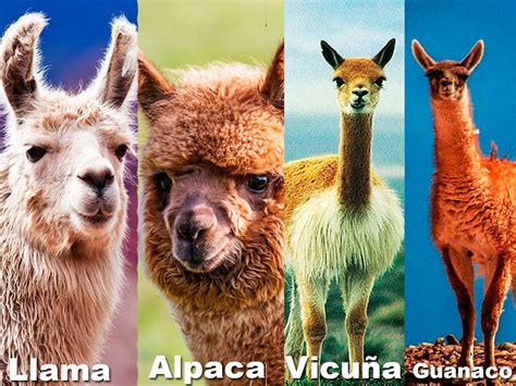Alpaca Vs Llama And Vicuna And Guanaco Alpaca Vs Llama And Vicuna And Guanaco