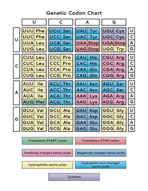 Amino Acid And Codon Table Pdf Genetic Code Amino Acid Amino Acid And Codon Table Pdf Genetic Code Amino Acid