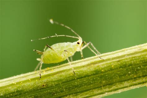 Aphids Protec Pest Control Services