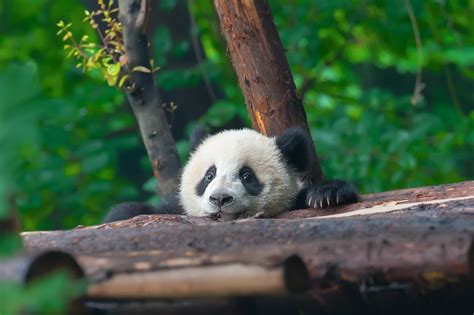 Are Pandas Endangered