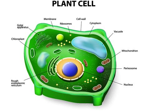 Are Plants Prokaryotic Or Eukaryotic Plant Ideas Are Plants Prokaryotic Or Eukaryotic Plant Ideas