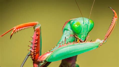 Are Praying Mantis Good Luck