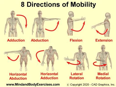Basic Shoulder Anatomy Low Impact Exercises To Increase Strength Basic Shoulder Anatomy Low Impact Exercises To Increase Strength
