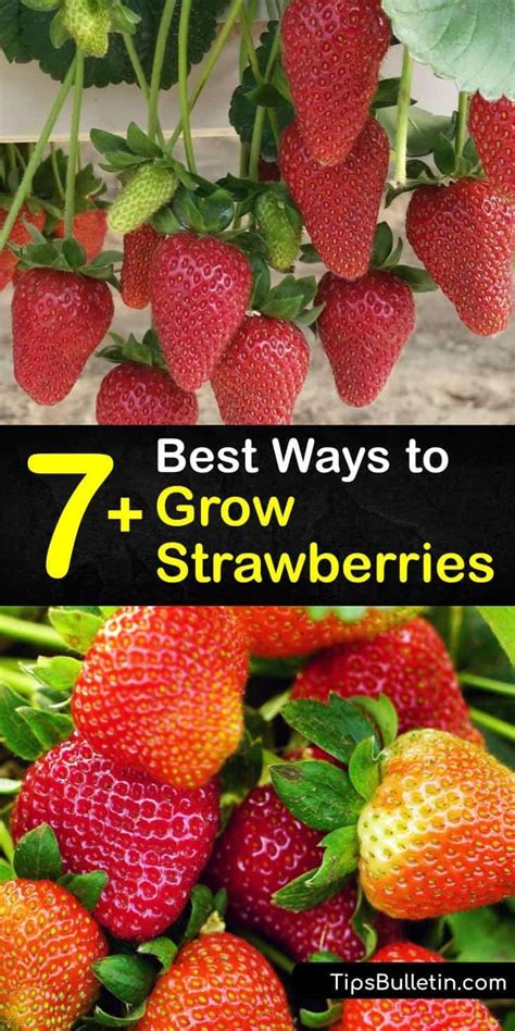Best Way To Grow Strawberries