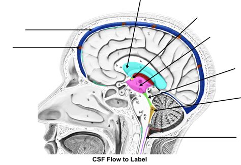 Brain And Cranial Nerves Lab Anatomy And Physiology I Oer Lab Manual Brain And Cranial Nerves Lab Anatomy And Physiology I Oer Lab Manual