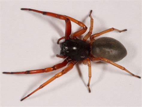 Broad Faced Sac Spider