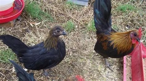 Brown Red Old English Bantam Chickens Cackle Hatchery Brown Red Old English Bantam Chickens Cackle Hatchery