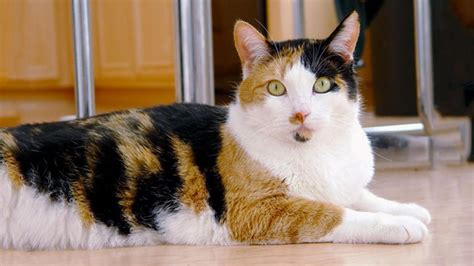 Calico Cats Facts Genetics Temperament Types Petmoo Calico Cats Facts Genetics Temperament Types Petmoo