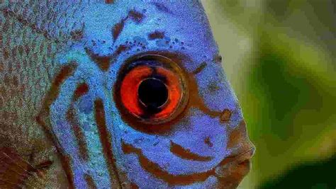 Can Fish Blink