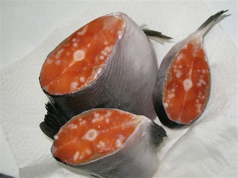 Can Salmon Parasites Kill You Can Salmon Parasites Kill You