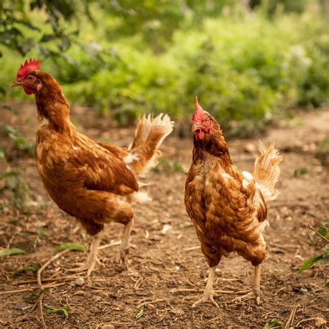 Chicken For Egg