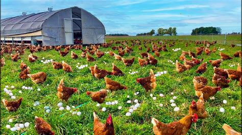 Chickens Raised For Meat Production.