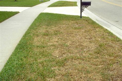 Chinch Bug Damage