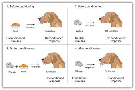 Classical Conditioning Stimulus Response Theory Mechanisms Examples Classical Conditioning Stimulus Response Theory Mechanisms Examples