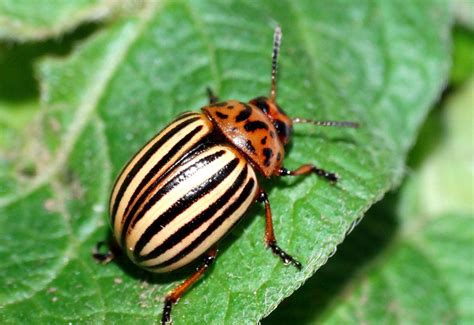 Colorado Potato Beetle