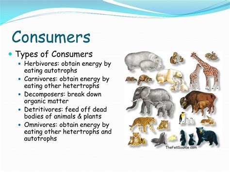 Consumer Definition And Examples Biology Dictionary Vrogue Co Consumer Definition And Examples Biology Dictionary Vrogue Co