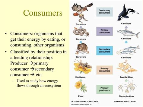 Consumer Definition Ecosystem Confopay Consumer Definition Ecosystem Confopay
