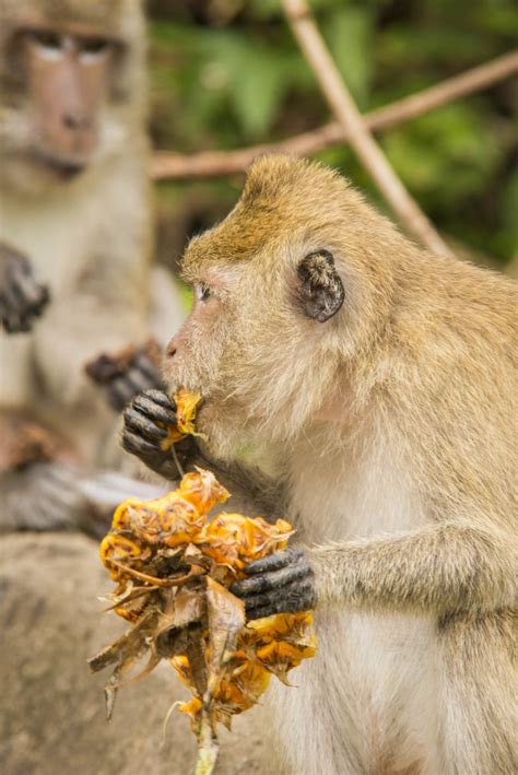 Crab Eating Macaque Koh Chang Nature Koh Chang Nature Crab Eating Macaque Koh Chang Nature Koh Chang Nature