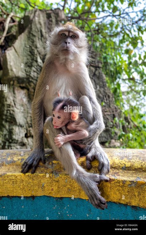 Crab Eating Macaque On The Stairs Of The Batu Caves Gombak Selangor Crab Eating Macaque On The Stairs Of The Batu Caves Gombak Selangor