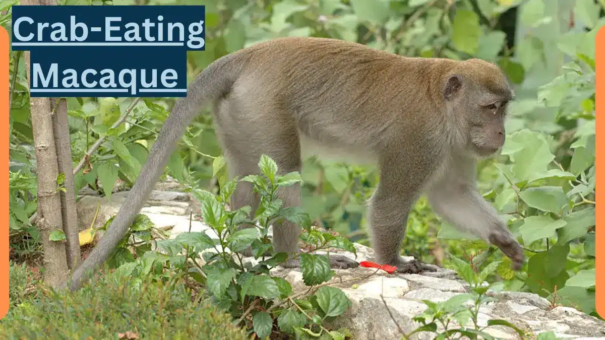 Crab Eating Macaque