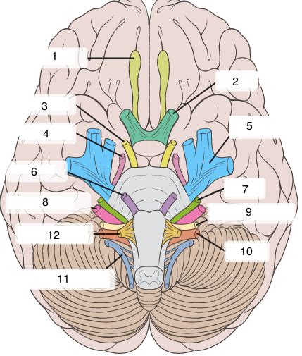 Cranial Nerves Quiz