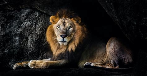 Daniel In The Lions Den Bible Story Importance And Events Crosswalk Com Daniel In The Lions Den Bible Story Importance And Events Crosswalk Com