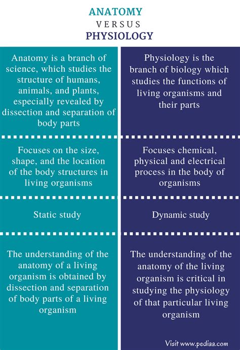 Difference Between Anatomy And Physiology