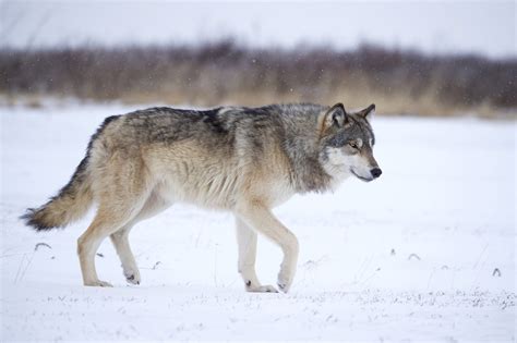 Dna Reveals Lineage Of Ancient Dire Wolves The College Of Arts Dna Reveals Lineage Of Ancient Dire Wolves The College Of Arts