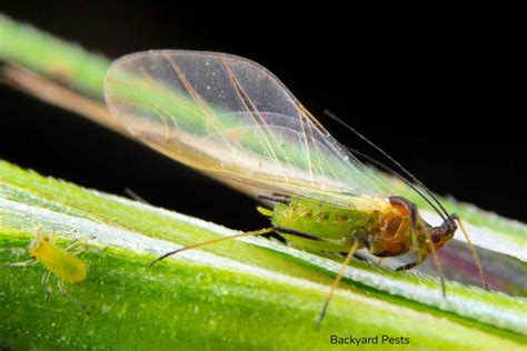 Do Aphids Fly