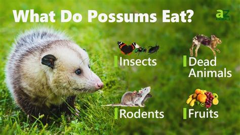 Do Possums Eat Ticks