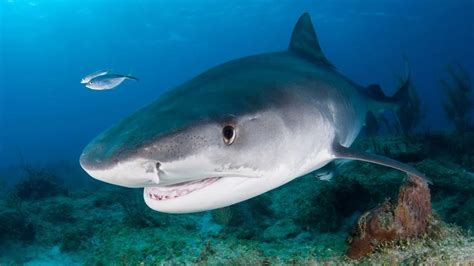 Do Sharks Have Eyelids Do They Blink Their Eyes Do Sharks Have Eyelids Do They Blink Their Eyes