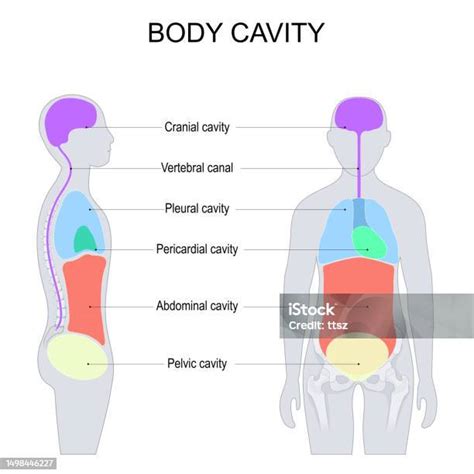 Dorsal And Ventral Body Cavities For Internal Organs Or Viscera Stock Dorsal And Ventral Body Cavities For Internal Organs Or Viscera Stock