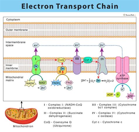 Electron Transport Chain Definition Steps And Diagram Electron Transport Chain Definition Steps And Diagram