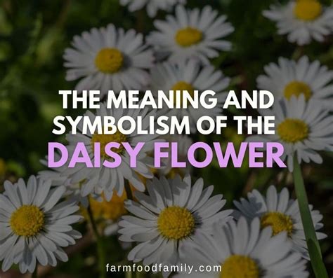 English Daisy Meaning