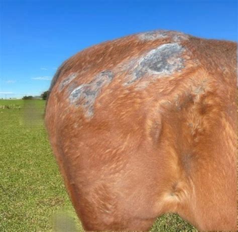 Equine Rain Scald
