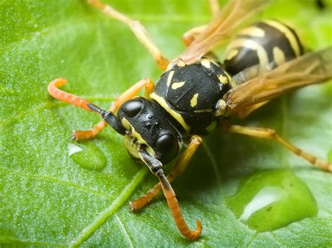 European Paper Wasp Polistes Dominula Paper Wasp On A Le Flickr European Paper Wasp Polistes Dominula Paper Wasp On A Le Flickr