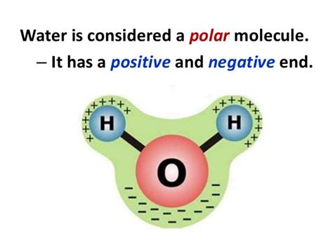 Explain Why Water Is A Polar Molecule Quizlet