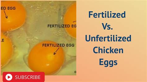 Fertilized Vs Unfertilized Eggs Fertilized Vs Unfertilized Eggs