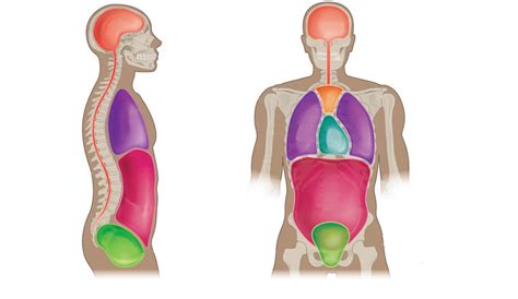 Figure 1 15 Dorsal And Ventral Body Cavities Stripped Oer Commons Figure 1 15 Dorsal And Ventral Body Cavities Stripped Oer Commons