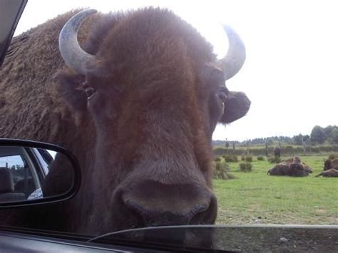 Friendly Bison At The Olympic Game Farm Bison Olympic Games Farm