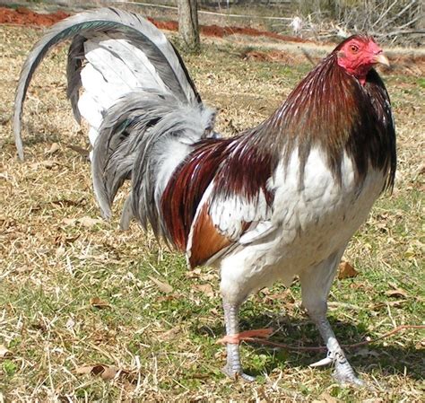Game Fowl Fighting Breeds