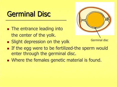 Germinal Disc Germinal Disc