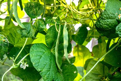 Green Beans Plant Growing Green Beans Plant Growing
