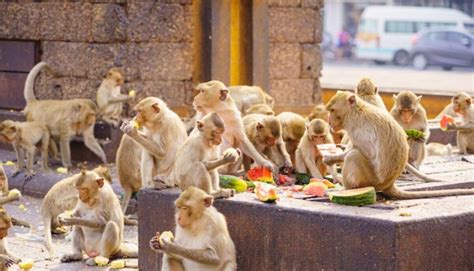 Group Of Monkeys Called