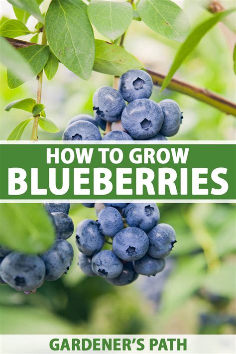 Growing Blueberries How To Plant Grow And Harvest Blueberries